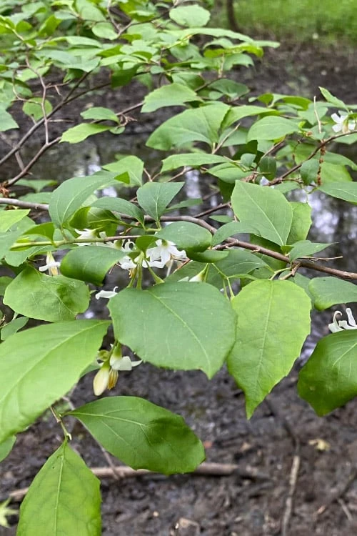American Snowbell Tree (Styrax Americanus) - 1 Gallon Pot - Image 11