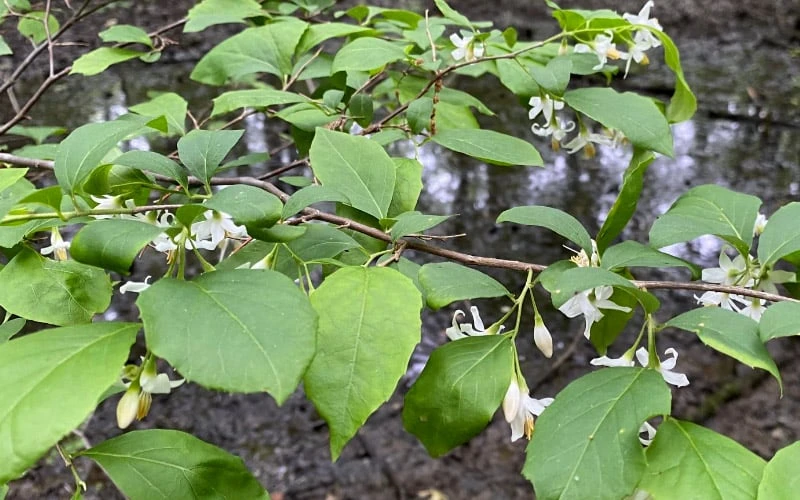 American Snowbell Tree (Styrax Americanus) - 1 Gallon Pot - Image 10