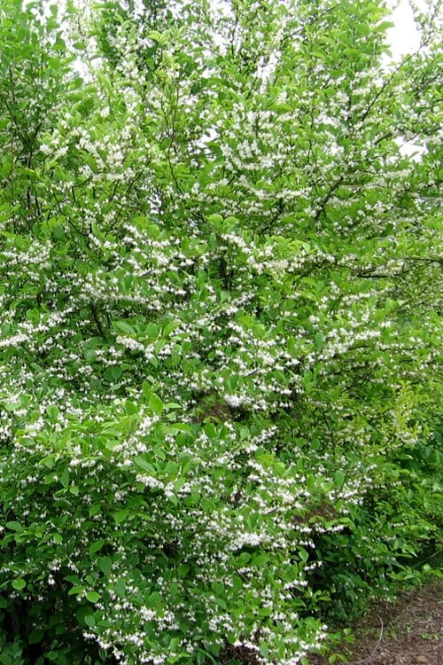 American Snowbell Tree (Styrax Americanus) - 1 Gallon Pot - Image 5
