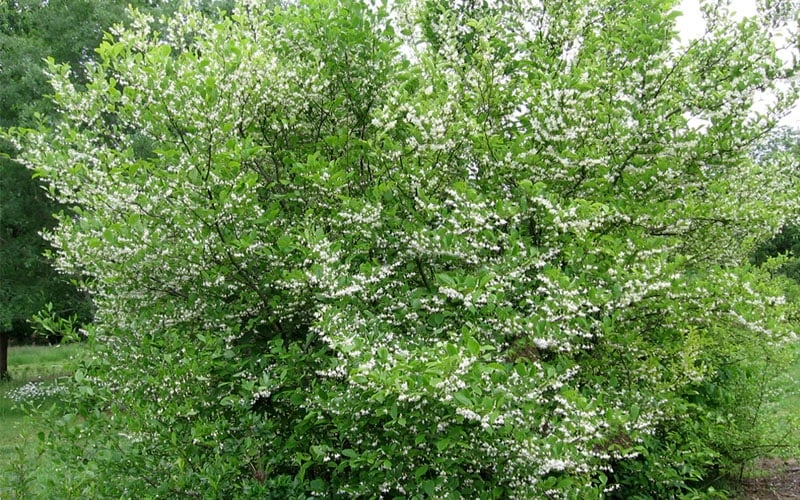 American Snowbell Tree (Styrax Americanus) - 1 Gallon Pot - Image 6