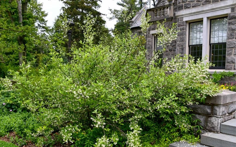 American Snowbell Tree (Styrax Americanus) - 1 Gallon Pot - Image 8