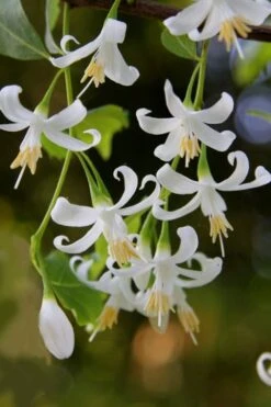 American Snowbell Tree (Styrax Americanus) - 1 Gallon Pot