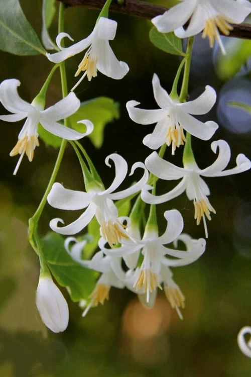 American Snowbell Tree (Styrax Americanus) - 1 Gallon Pot