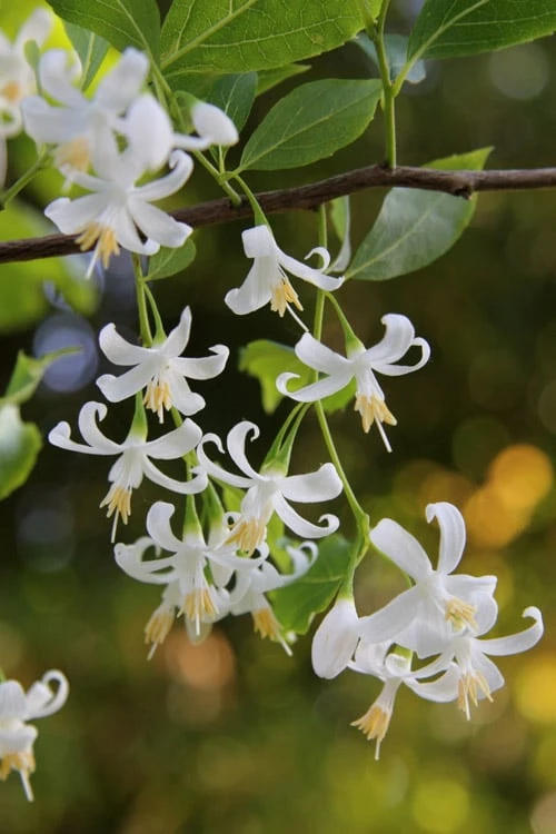 American Snowbell Tree (Styrax Americanus) - 1 Gallon Pot - Image 9