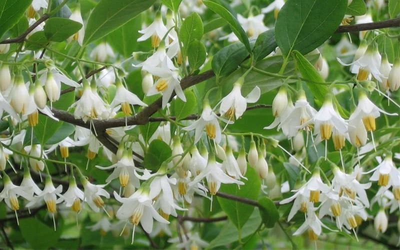 American Snowbell Tree (Styrax Americanus) - 1 Gallon Pot - Image 13