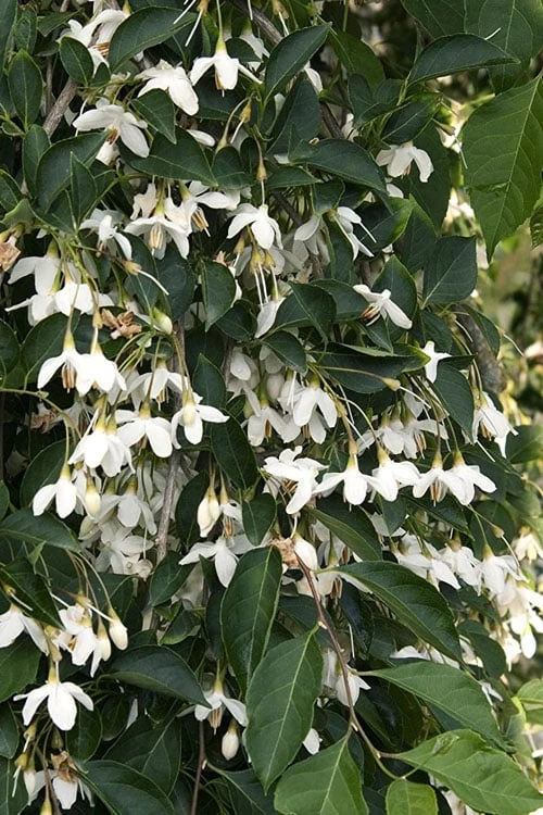 Fragrant Fountain Weeping Japanese Snowbell Tree - 1 Gallon Pot - Image 9