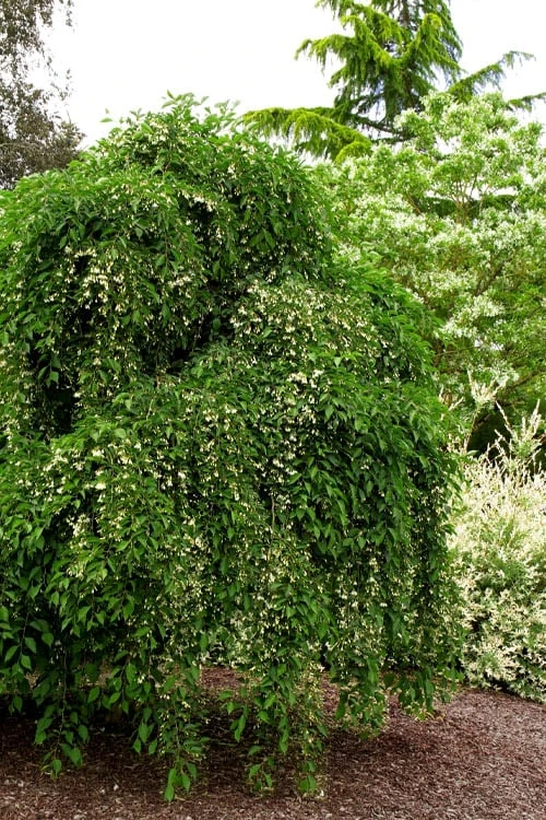 Fragrant Fountain Weeping Japanese Snowbell Tree - 1 Gallon Pot - Image 6