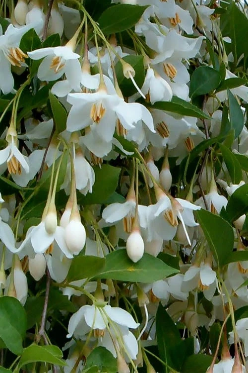 Fragrant Fountain Weeping Japanese Snowbell Tree - 1 Gallon Pot - Image 7