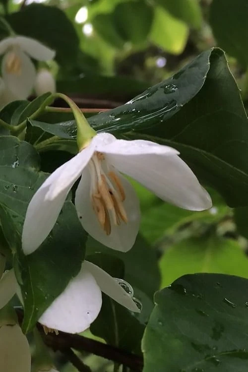 Fragrant Fountain Weeping Japanese Snowbell Tree - 1 Gallon Pot - Image 8