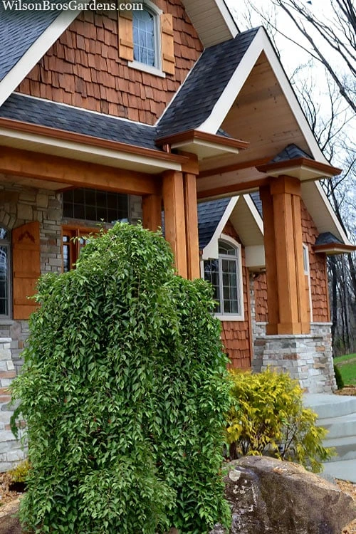 Fragrant Fountain Weeping Japanese Snowbell Tree - 1 Gallon Pot - Image 4