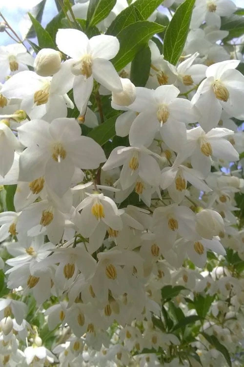 Japanese Snowbell Tree (Styrax) - 5 Gallon Pot - Image 8