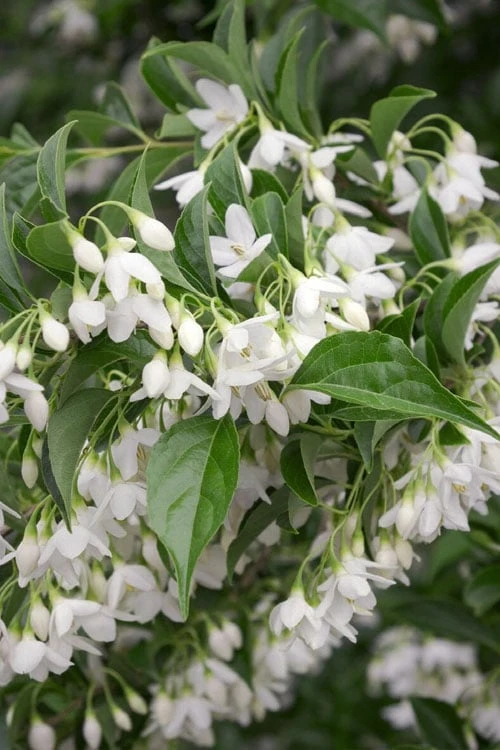 Japanese Snowbell Tree (Styrax) - 5 Gallon Pot - Image 7