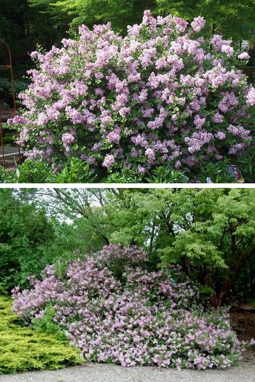 Palibin Dwarf Lilac Bush - 3 Gallon Pot - Image 7