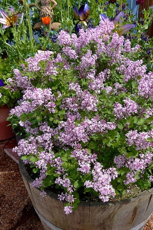 Palibin Dwarf Lilac Bush - 3 Gallon Pot - Image 5