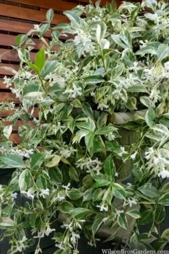Variegated Confederate Jasmine - Trachelospermum Jasminoides - 1 Gallon Pot