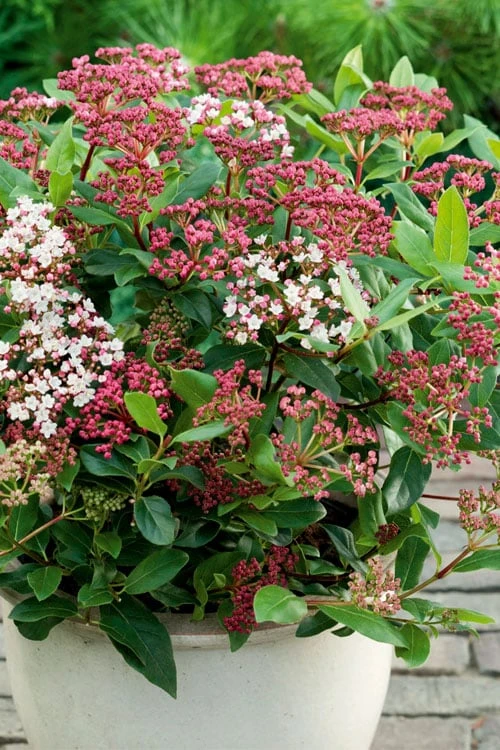 Spirit Viburnum - 3 Gallon Pot - Image 4