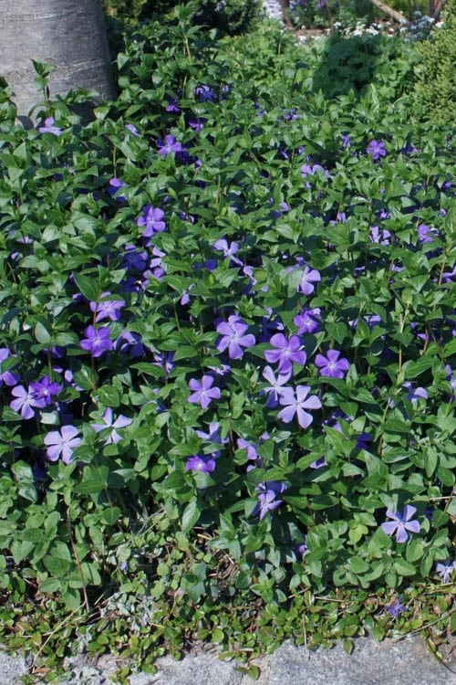 Bigleaf Periwinkle (Vinca Major) - 10 Pack Of Pint Pots - Image 4