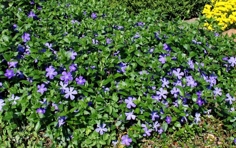 Bigleaf Periwinkle (Vinca Major) - 10 Pack Of Pint Pots - Image 5