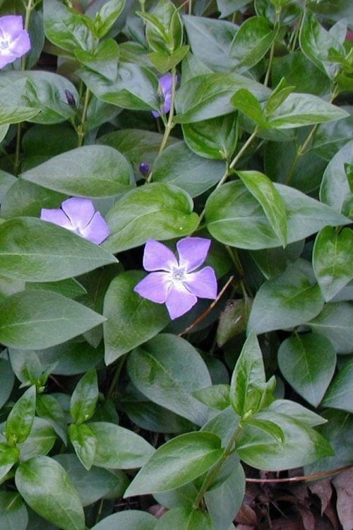 Bigleaf Periwinkle (Vinca Major) - 10 Pack Of Pint Pots - Image 6