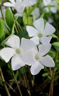 White Evergreen Periwinkle (Vinca Minor 'Alba') - 5 Pack Of Pint Pots