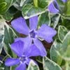 Ralph Shugert Variegated Periwinkle (Vinca Minor) - 10 Pack Of Pint Pots